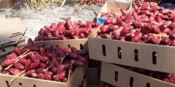⁦بلح احمر 1 كيلو⁩ - الصورة ⁦3⁩