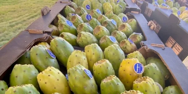 ⁦تين شوكي 1 قطعة⁩ - الصورة ⁦2⁩