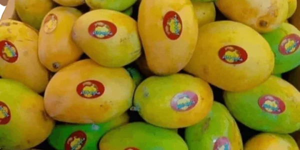 ⁦مانجو فص 1 كيلو⁩ - الصورة ⁦2⁩