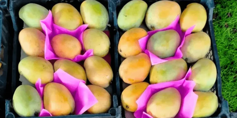 مانجو سكري 1 كيلو - الصورة 2