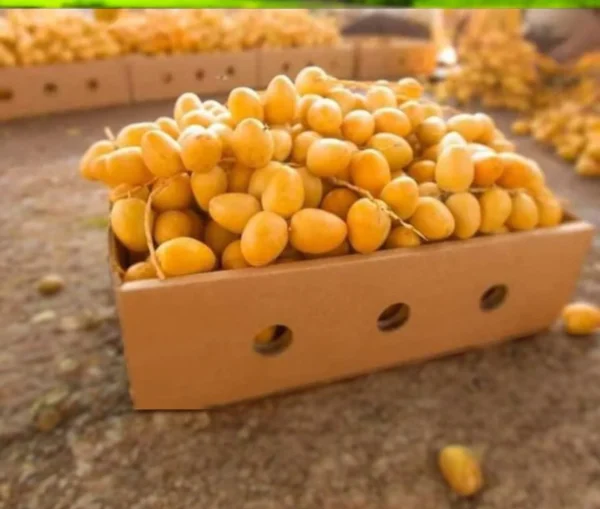 ⁦بلح برحي 1 كيلو⁩ - الصورة ⁦2⁩