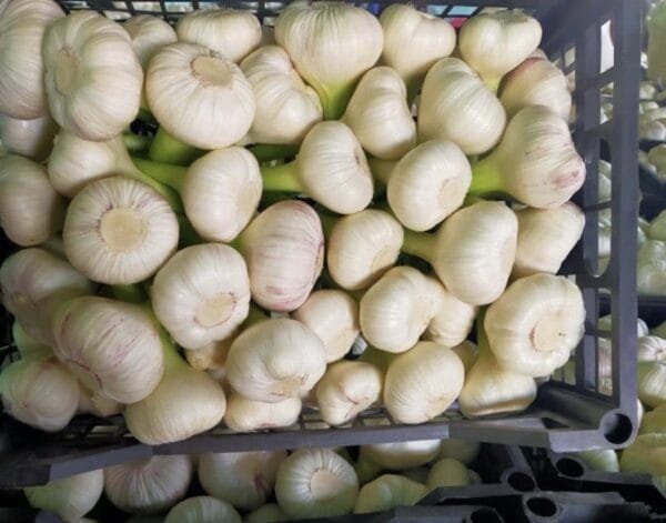 White Garlic 1Kg - Image 3