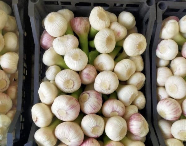 Egyptian Fresh White Garlic