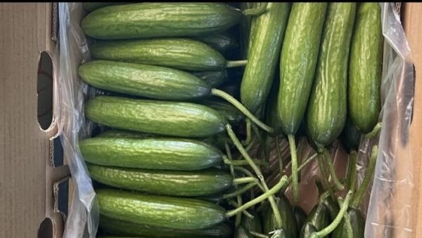 Cucumber 1 Kg - Image 4