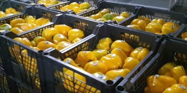 Pepper 500 Grams - Image 3