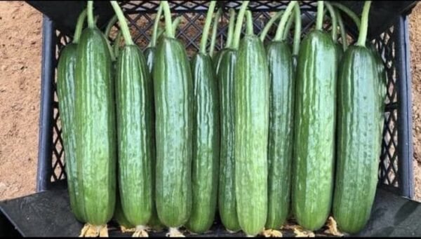 Cucumber 1 Kg - Image 3