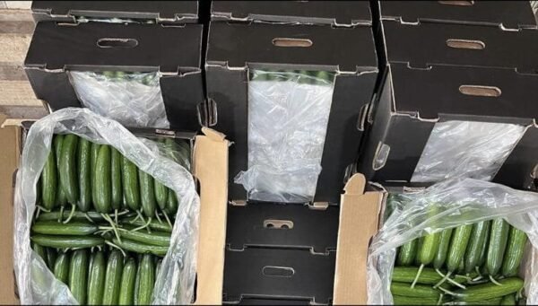 Cucumber 1 Kg - Image 2