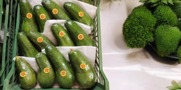 Avocado 500 Grams - Image 3