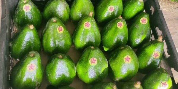 Avocado 500 Grams - Image 2