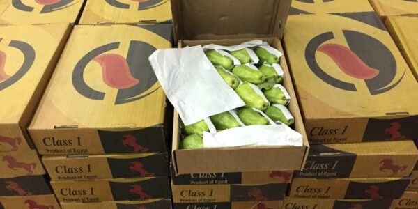 Guava 1 Kg - Image 3