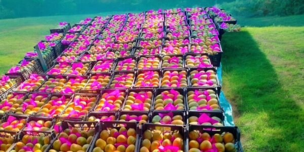 Mango Owaisi 1Kg - Image 4