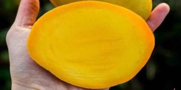 Mango Haidi 1Kg - Image 3