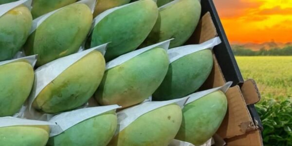 Mango Keitt 1Kg - Image 2