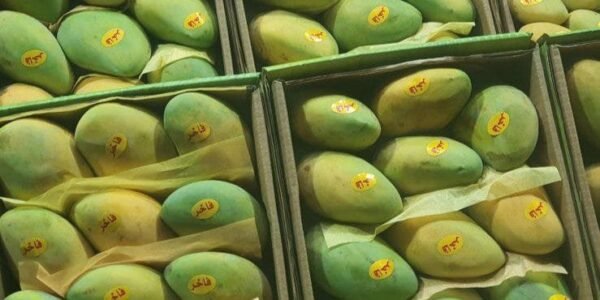 Mango Owaisi 1Kg - Image 2