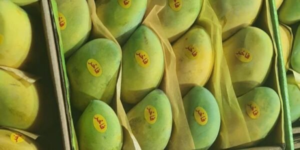 Mango Owaisi 1Kg - Image 3