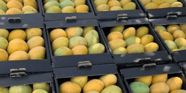Mango Sokkary 1Kg - Image 2