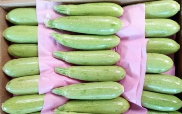 Zucchini 1 Kg - Image 3