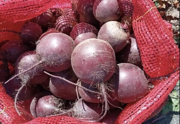 Beet Roots 1Kg - Image 3