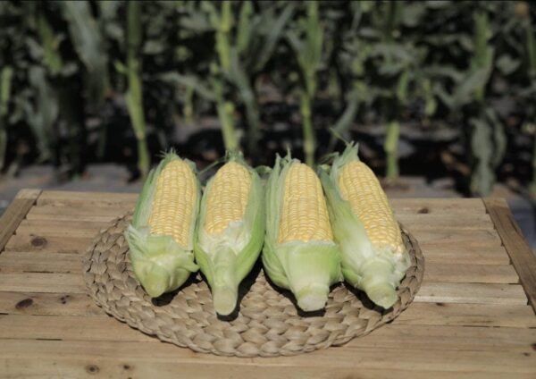 Sweet corn 3 Pcs - Image 3