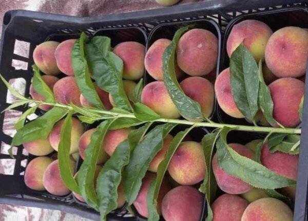 Peach 1 Kg - Image 3