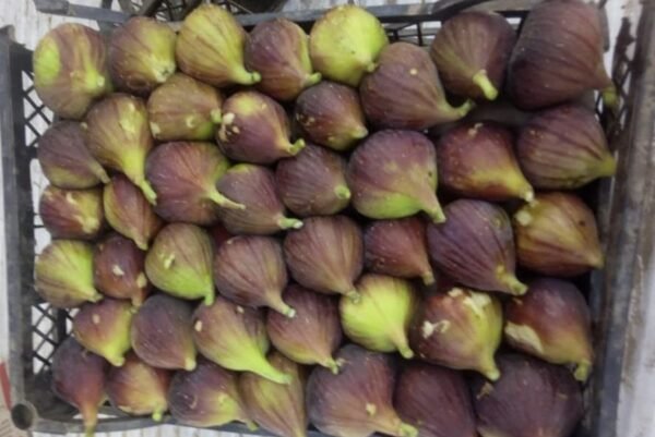 Figs 1 Kg - Image 4
