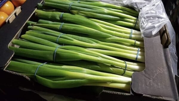 Green Onion 1 bunch - Image 3