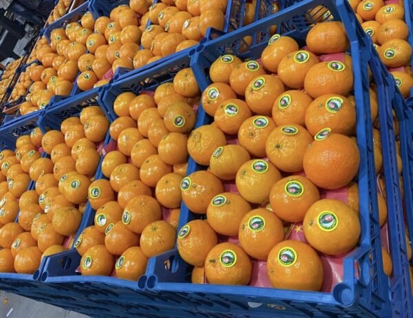 Mandarin 1 Kg - Image 4