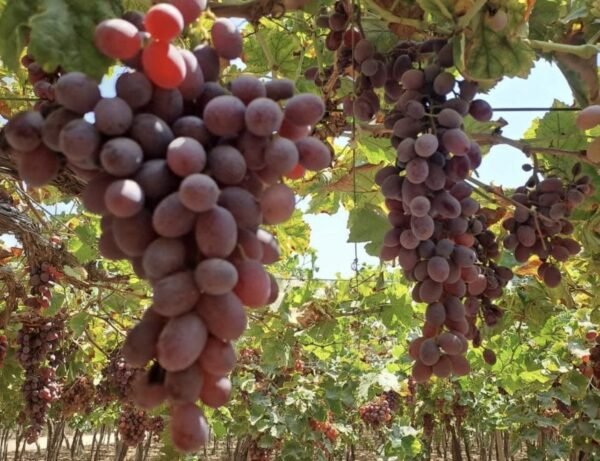 Crimson Grapes 1Kg - Image 3