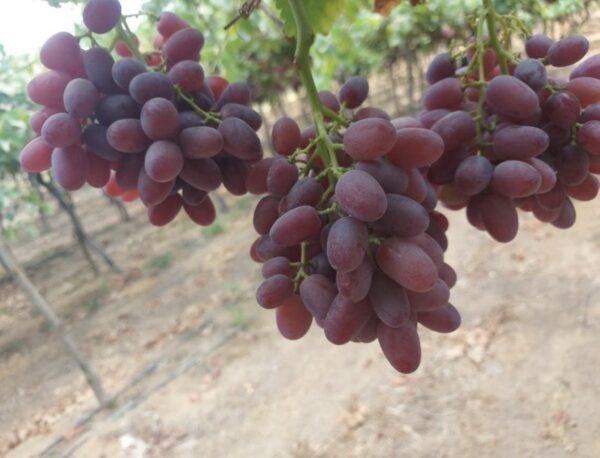 Crimson Grapes 1Kg - Image 2