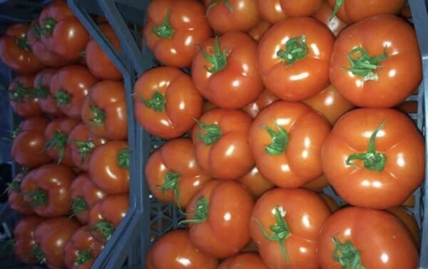 Tomato 1 Kg - Image 4