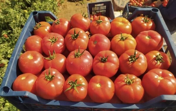 Tomato 1 Kg - Image 3