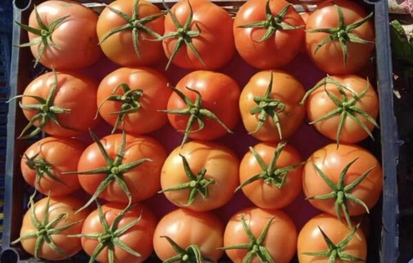 Tomato 1 Kg - Image 2